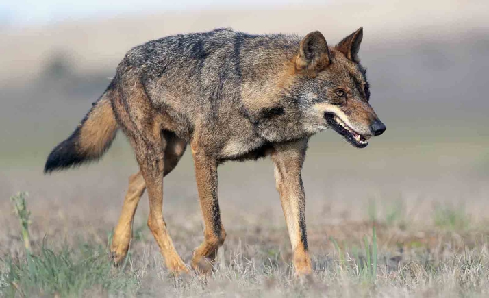 Un estudio de la UVa y del CSIC propone considerar las poblaciones de depredadores como el lobo para frenar el