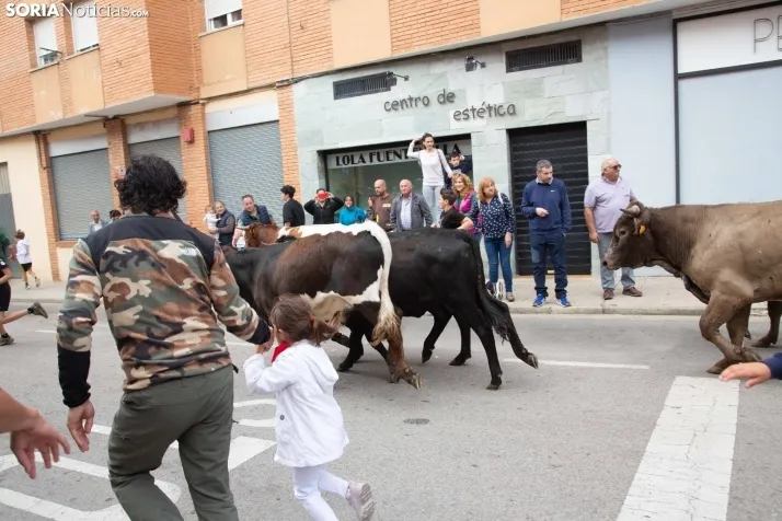 En im&aacute;genes: Los m&aacute;s peque&ntilde;os de Soria tambi&eacute;n se atreven con los encierros