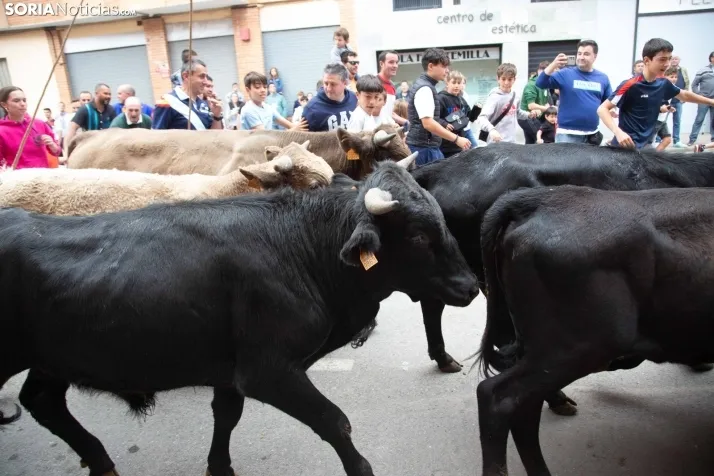En im&aacute;genes: Los m&aacute;s peque&ntilde;os de Soria tambi&eacute;n se atreven con los encierros