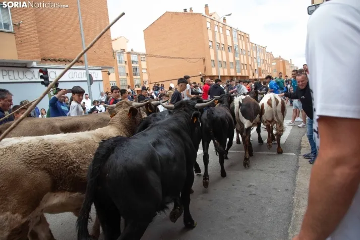 En im&aacute;genes: Los m&aacute;s peque&ntilde;os de Soria tambi&eacute;n se atreven con los encierros