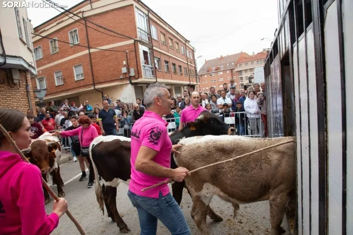 En im&aacute;genes: Los m&aacute;s peque&ntilde;os de Soria tambi&eacute;n se atreven con los encierros