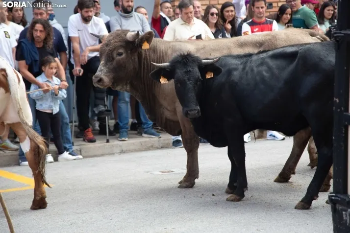 En im&aacute;genes: Los m&aacute;s peque&ntilde;os de Soria tambi&eacute;n se atreven con los encierros