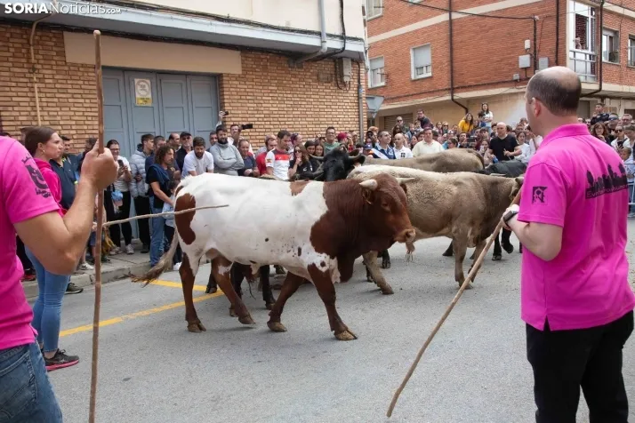 En im&aacute;genes: Los m&aacute;s peque&ntilde;os de Soria tambi&eacute;n se atreven con los encierros