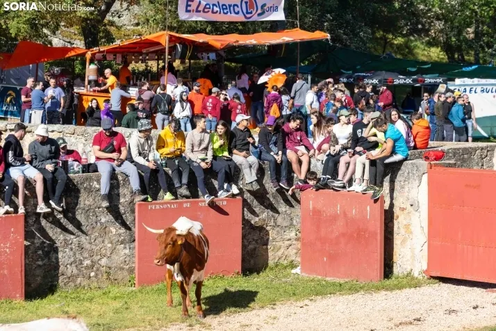 GALER&Iacute;A | Los toros m&aacute;s bravos que correr&aacute;n 'La Saca' 2024 llegan a Ca&ntilde;ada Honda