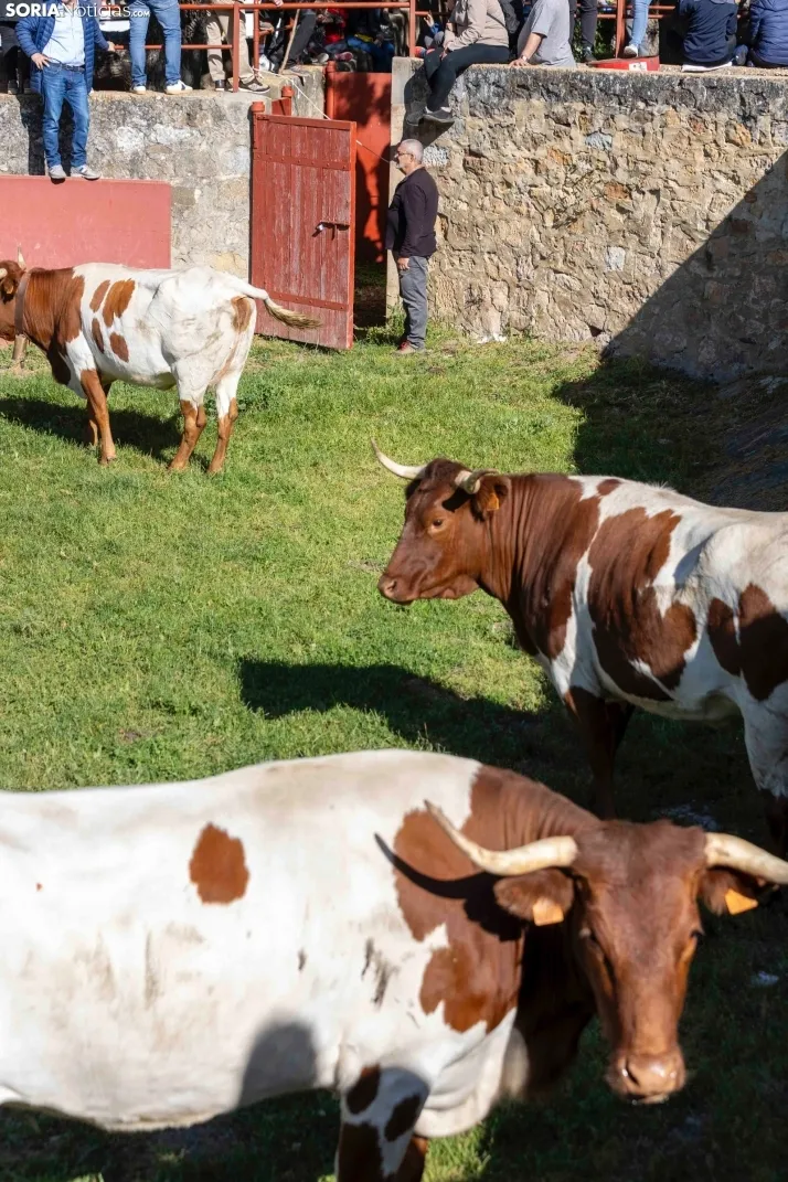 GALER&Iacute;A | Los toros m&aacute;s bravos que correr&aacute;n 'La Saca' 2024 llegan a Ca&ntilde;ada Honda