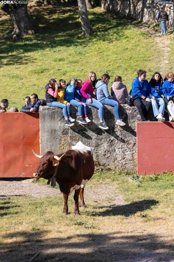 GALER&Iacute;A | Los toros m&aacute;s bravos que correr&aacute;n 'La Saca' 2024 llegan a Ca&ntilde;ada Honda