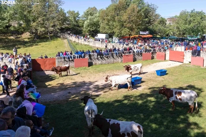 GALER&Iacute;A | Los toros m&aacute;s bravos que correr&aacute;n 'La Saca' 2024 llegan a Ca&ntilde;ada Honda
