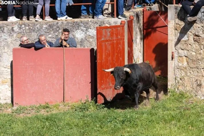 GALER&Iacute;A | Los toros m&aacute;s bravos que correr&aacute;n 'La Saca' 2024 llegan a Ca&ntilde;ada Honda