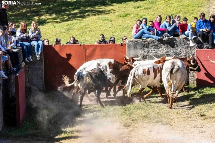 GALER&Iacute;A | Los toros m&aacute;s bravos que correr&aacute;n 'La Saca' 2024 llegan a Ca&ntilde;ada Honda