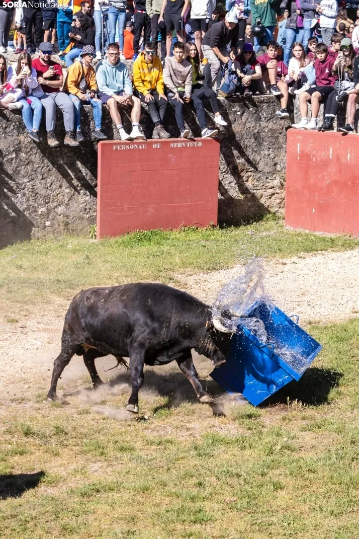GALER&Iacute;A | Los toros m&aacute;s bravos que correr&aacute;n 'La Saca' 2024 llegan a Ca&ntilde;ada Honda