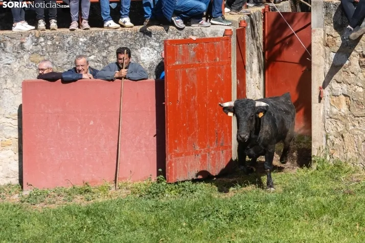 GALER&Iacute;A | Los toros m&aacute;s bravos que correr&aacute;n 'La Saca' 2024 llegan a Ca&ntilde;ada Honda