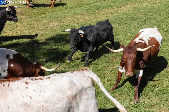 GALER&Iacute;A | Los toros m&aacute;s bravos que correr&aacute;n 'La Saca' 2024 llegan a Ca&ntilde;ada Honda