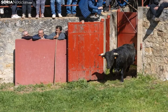 GALER&Iacute;A | Los toros m&aacute;s bravos que correr&aacute;n 'La Saca' 2024 llegan a Ca&ntilde;ada Honda