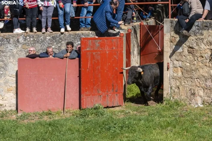 GALER&Iacute;A | Los toros m&aacute;s bravos que correr&aacute;n 'La Saca' 2024 llegan a Ca&ntilde;ada Honda