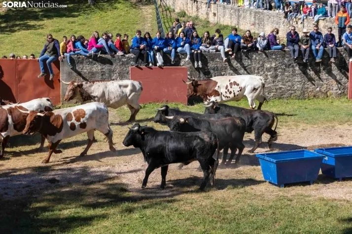 GALER&Iacute;A | Los toros m&aacute;s bravos que correr&aacute;n 'La Saca' 2024 llegan a Ca&ntilde;ada Honda