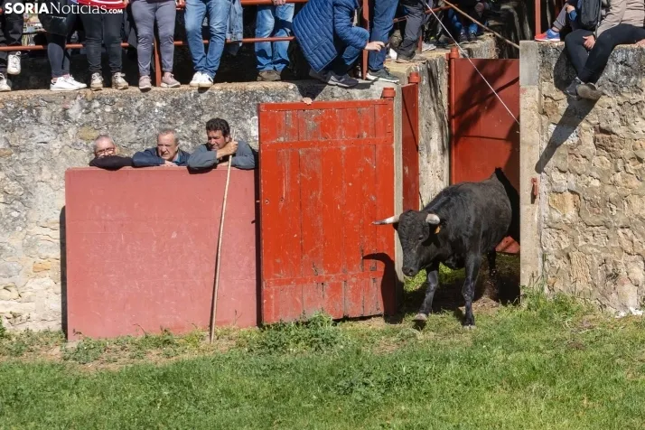 GALER&Iacute;A | Los toros m&aacute;s bravos que correr&aacute;n 'La Saca' 2024 llegan a Ca&ntilde;ada Honda