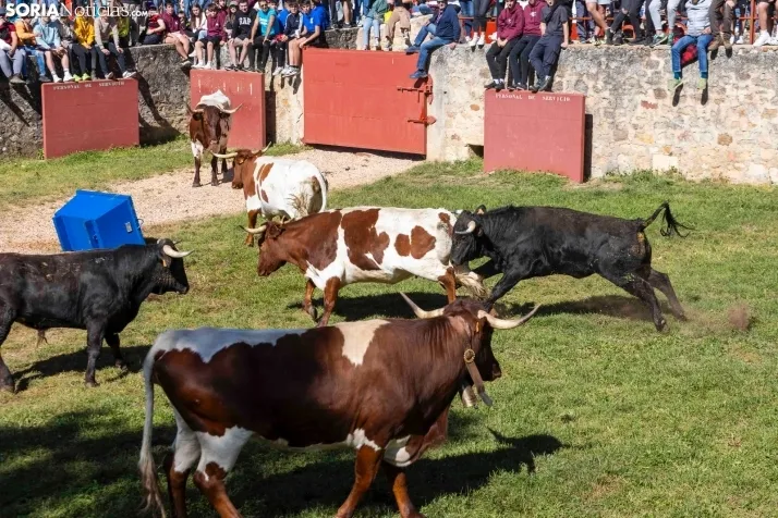 GALER&Iacute;A | Los toros m&aacute;s bravos que correr&aacute;n 'La Saca' 2024 llegan a Ca&ntilde;ada Honda