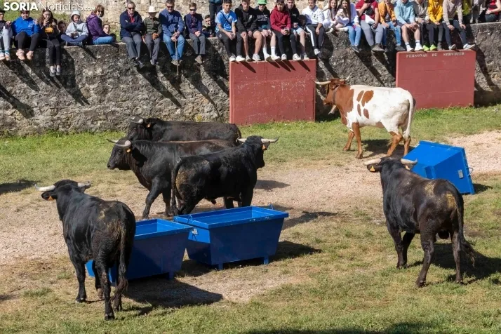 GALER&Iacute;A | Los toros m&aacute;s bravos que correr&aacute;n 'La Saca' 2024 llegan a Ca&ntilde;ada Honda