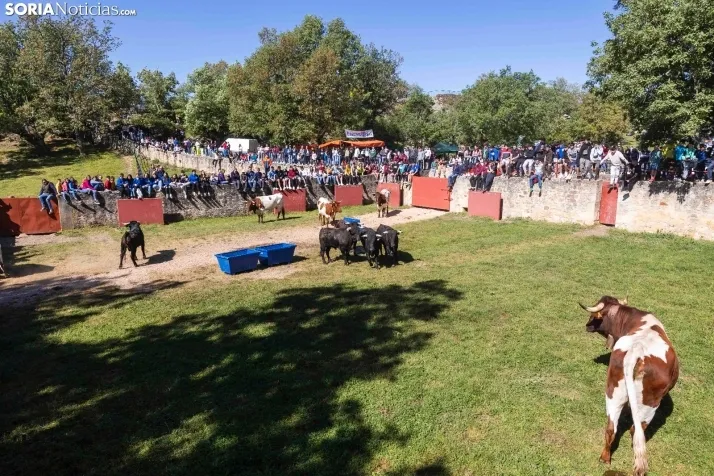 GALER&Iacute;A | Los toros m&aacute;s bravos que correr&aacute;n 'La Saca' 2024 llegan a Ca&ntilde;ada Honda