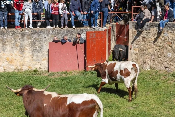GALER&Iacute;A | Los toros m&aacute;s bravos que correr&aacute;n 'La Saca' 2024 llegan a Ca&ntilde;ada Honda