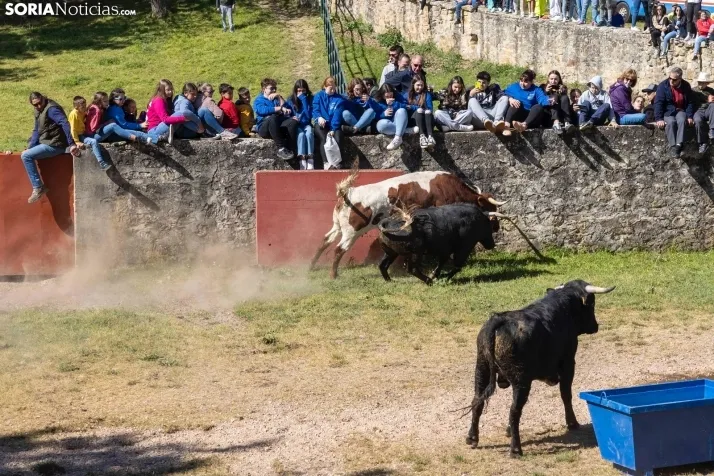 GALER&Iacute;A | Los toros m&aacute;s bravos que correr&aacute;n 'La Saca' 2024 llegan a Ca&ntilde;ada Honda