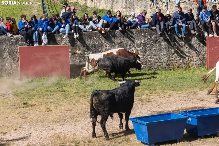 GALER&Iacute;A | Los toros m&aacute;s bravos que correr&aacute;n 'La Saca' 2024 llegan a Ca&ntilde;ada Honda