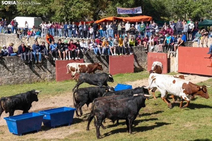 GALER&Iacute;A | Los toros m&aacute;s bravos que correr&aacute;n 'La Saca' 2024 llegan a Ca&ntilde;ada Honda