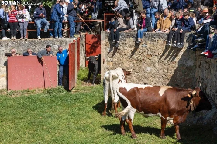 GALER&Iacute;A | Los toros m&aacute;s bravos que correr&aacute;n 'La Saca' 2024 llegan a Ca&ntilde;ada Honda