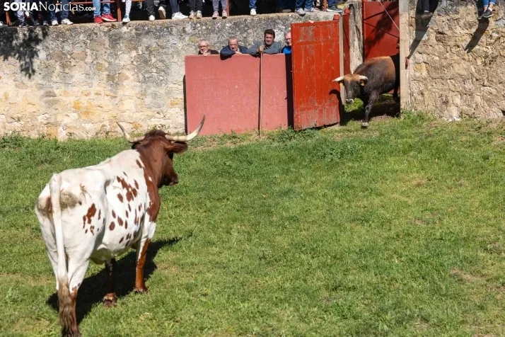 GALER&Iacute;A | Los toros m&aacute;s bravos que correr&aacute;n 'La Saca' 2024 llegan a Ca&ntilde;ada Honda