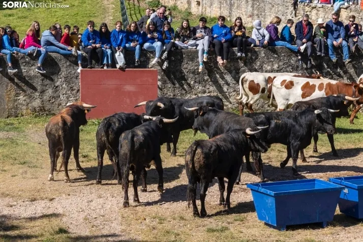 GALER&Iacute;A | Los toros m&aacute;s bravos que correr&aacute;n 'La Saca' 2024 llegan a Ca&ntilde;ada Honda