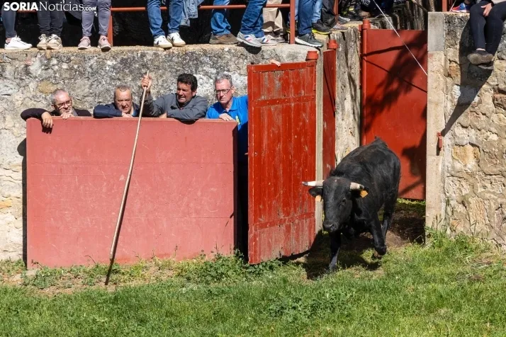 GALER&Iacute;A | Los toros m&aacute;s bravos que correr&aacute;n 'La Saca' 2024 llegan a Ca&ntilde;ada Honda