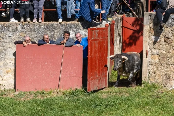 GALER&Iacute;A | Los toros m&aacute;s bravos que correr&aacute;n 'La Saca' 2024 llegan a Ca&ntilde;ada Honda