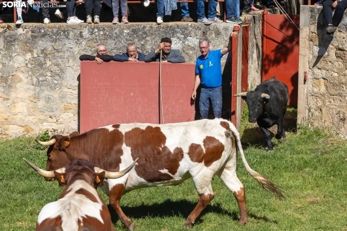 GALER&Iacute;A | Los toros m&aacute;s bravos que correr&aacute;n 'La Saca' 2024 llegan a Ca&ntilde;ada Honda