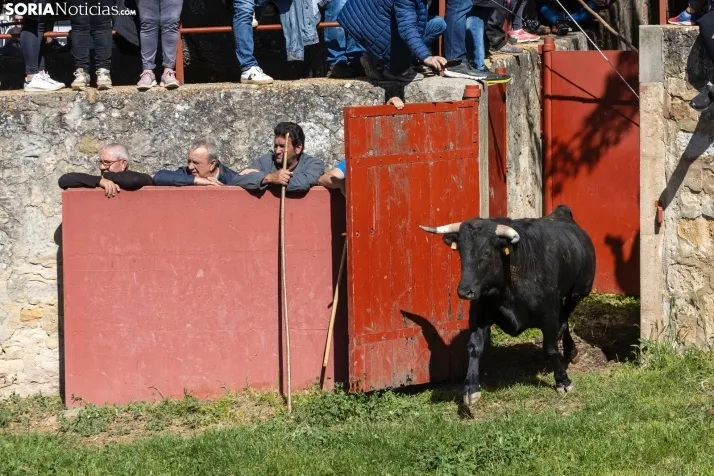 GALER&Iacute;A | Los toros m&aacute;s bravos que correr&aacute;n 'La Saca' 2024 llegan a Ca&ntilde;ada Honda