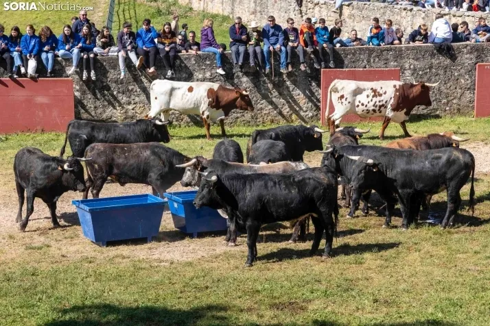 GALER&Iacute;A | Los toros m&aacute;s bravos que correr&aacute;n 'La Saca' 2024 llegan a Ca&ntilde;ada Honda