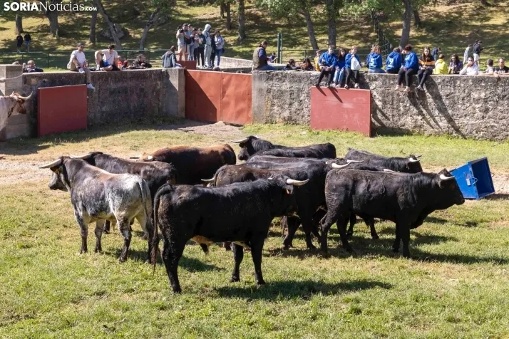 GALER&Iacute;A | Los toros m&aacute;s bravos que correr&aacute;n 'La Saca' 2024 llegan a Ca&ntilde;ada Honda