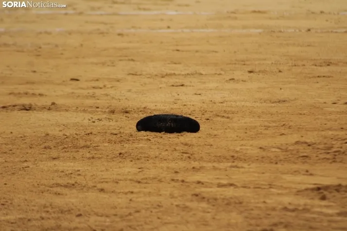 Toros del Sábado Agés. 