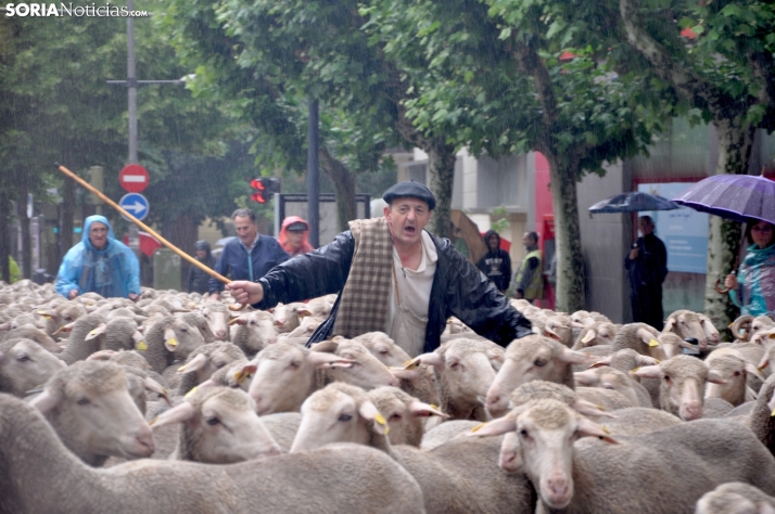 Galería y noticia: Obras, ovejas y Guardia Civil en una trashumancia pasada por agua