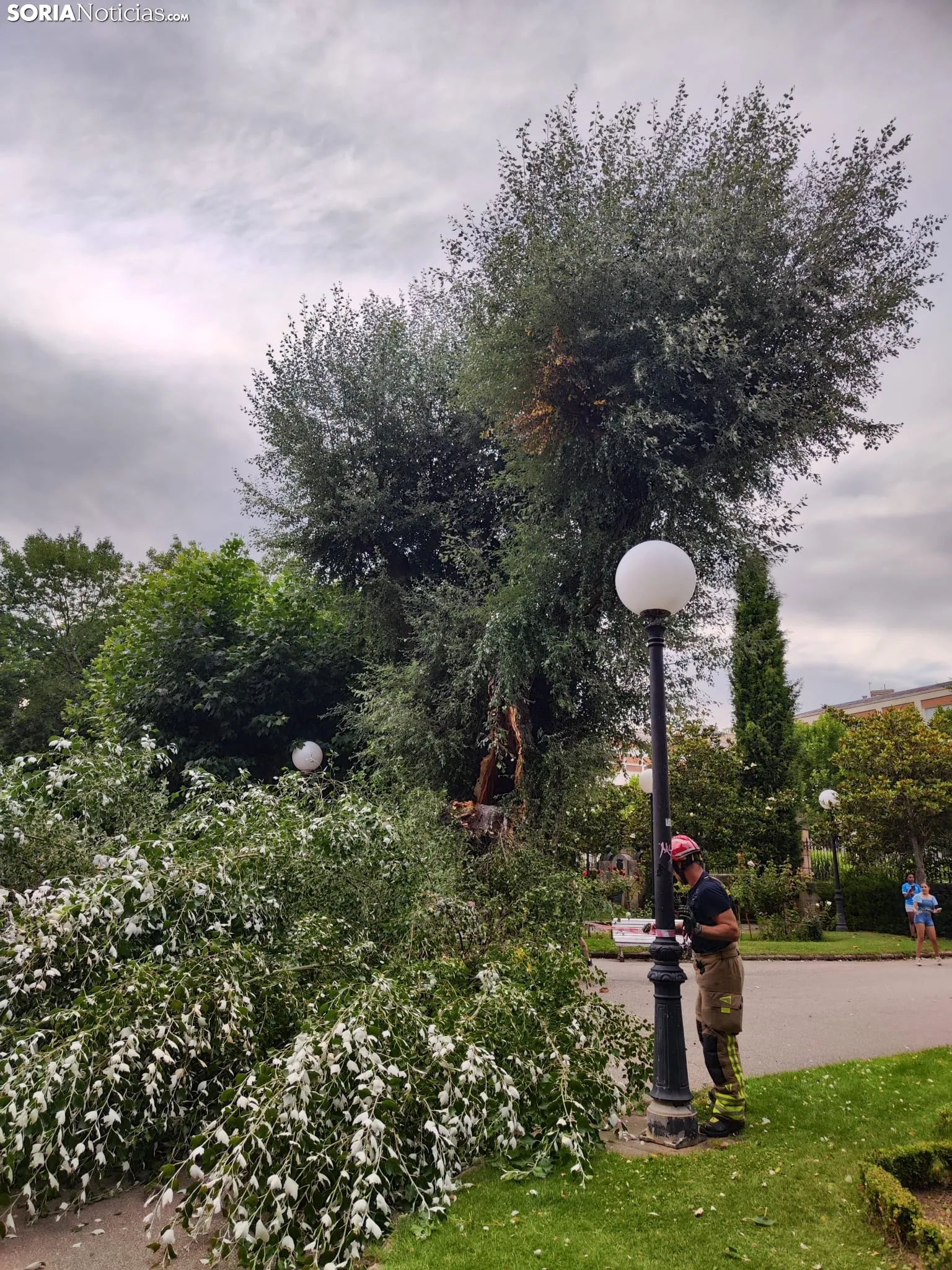 Foto 7 - Tremendo susto en la Dehesa tras la rotura de la rama de un &aacute;rbol en medio del parque