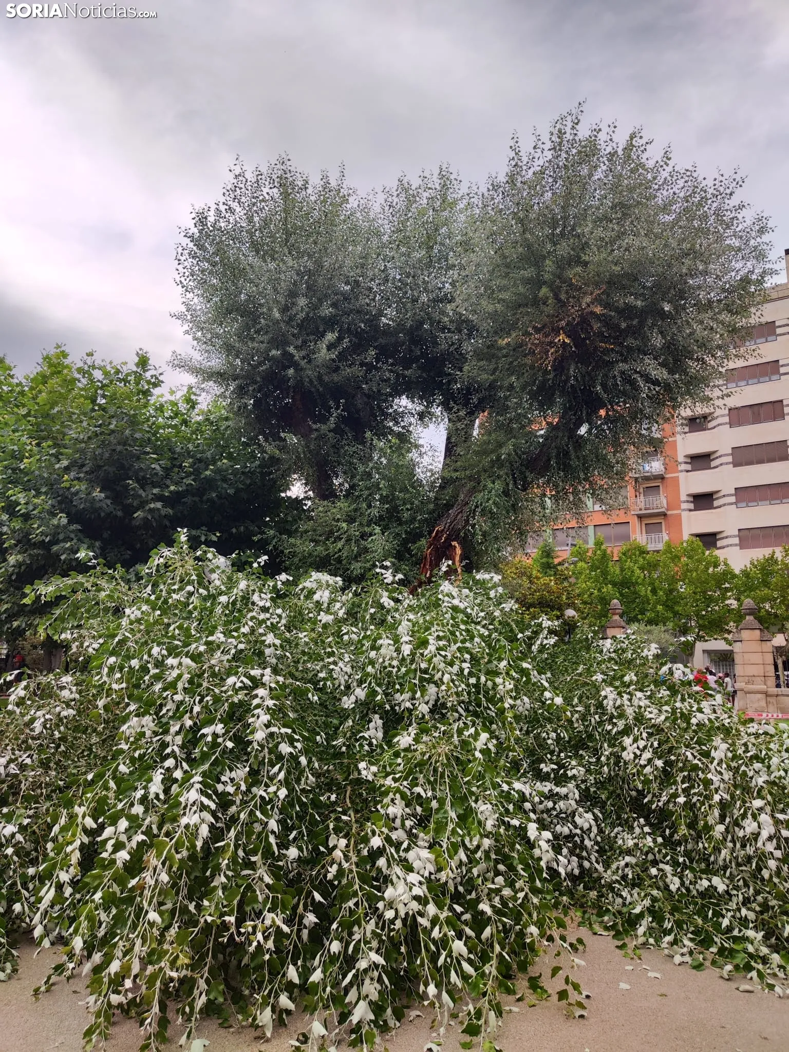 Foto 8 - Tremendo susto en la Dehesa tras la rotura de la rama de un &aacute;rbol en medio del parque