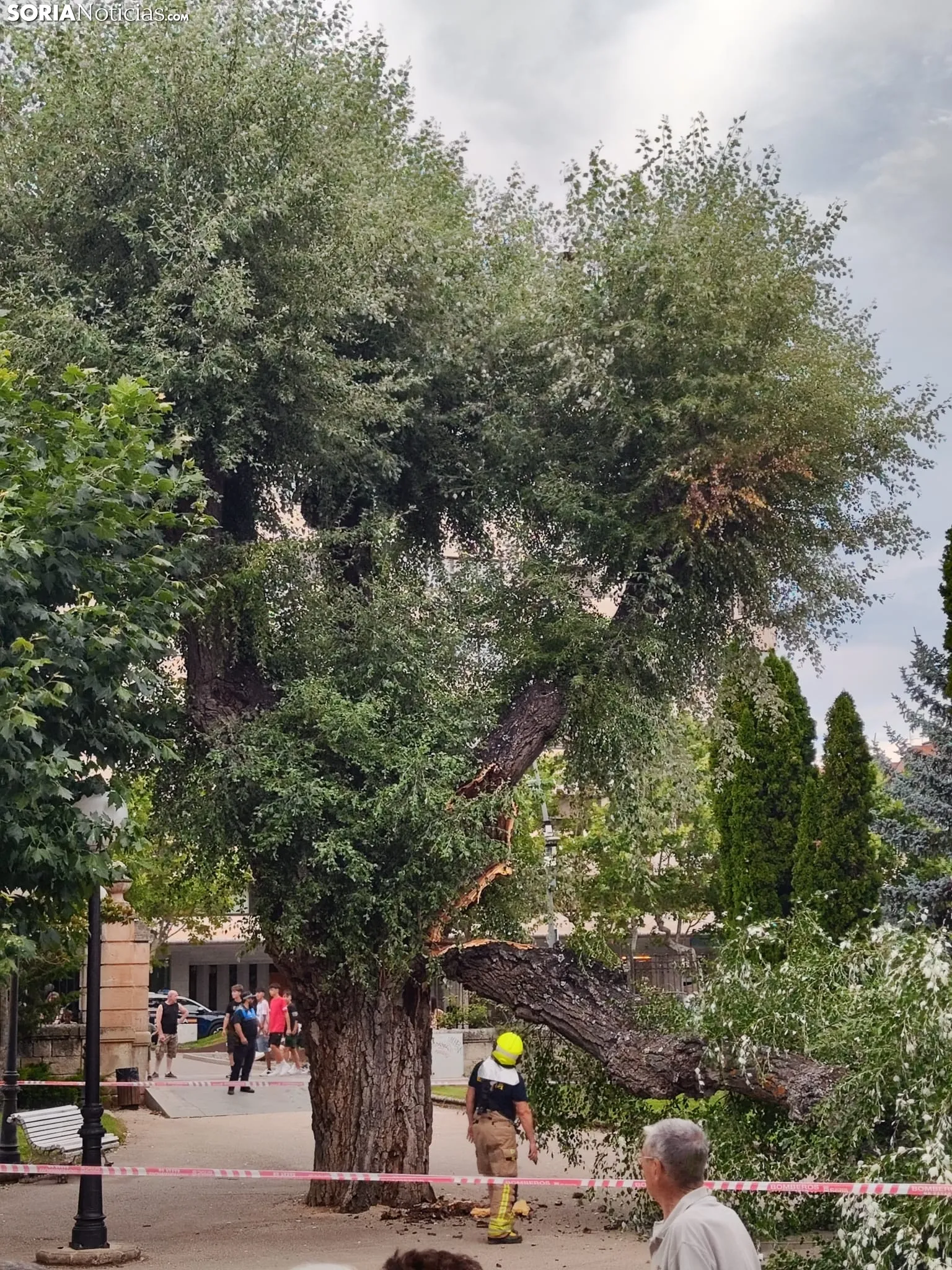 Foto 10 - Tremendo susto en la Dehesa tras la rotura de la rama de un &aacute;rbol en medio del parque