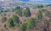 Foto 1 - Asfoso presentará en Teruel su proyecto sobre la gestión sostenible de montes en estado de abandono