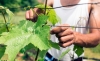 Foto 1 - Las OPAs piden para los viticultores ayudas y garantizar su futuro