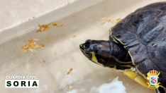 Foto 3 - La Guardia Civil rescata una tortuga exótica abandonada en un domicilio de Soria