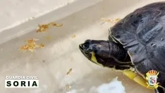 Foto 3 - La Guardia Civil rescata una tortuga ex&oacute;tica abandonada en un domicilio de Soria