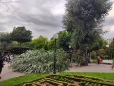 Foto 3 - Tremendo susto en la Dehesa tras la rotura de la rama de un &aacute;rbol en medio del parque