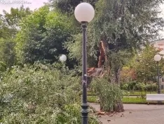 Foto 5 - Tremendo susto en la Dehesa tras la rotura de la rama de un &aacute;rbol en medio del parque