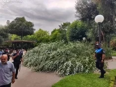 Foto 4 - Tremendo susto en la Dehesa tras la rotura de la rama de un &aacute;rbol en medio del parque