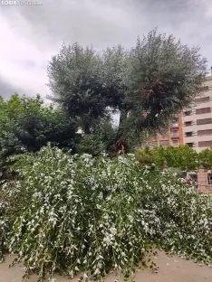 Foto 8 - Tremendo susto en la Dehesa tras la rotura de la rama de un &aacute;rbol en medio del parque
