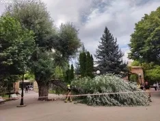 Foto 9 - Tremendo susto en la Dehesa tras la rotura de la rama de un &aacute;rbol en medio del parque